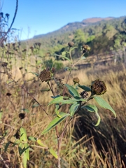 Tithonia tubaeformis