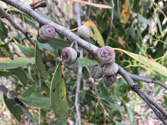 Eucalyptus arenacea