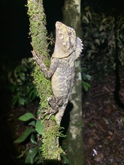 Lophosaurus spinipes