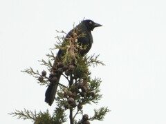 Molothrus oryzivorus