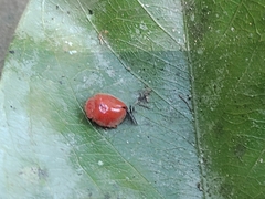 Chilocorus circumdatus