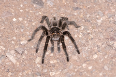 Grammostola inermis