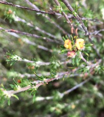 Phyllota pleurandroides