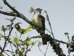 Myiarchus cephalotes