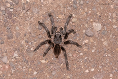 Grammostola inermis