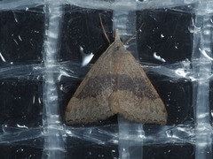 Dichromodes molybdaria