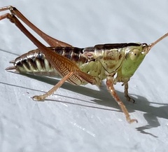 Conocephalus semivittatus