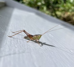 Conocephalus semivittatus