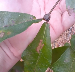 Zapatella quercusphellos