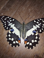 Papilio