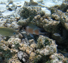 Holocentrus adscensionis