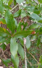 Zapatella quercusphellos