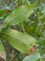 Zapatella quercusphellos