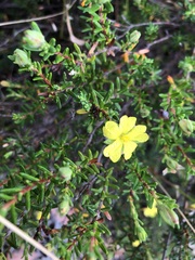 Hibbertia devitata