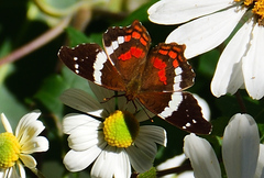 Anartia fatima colima