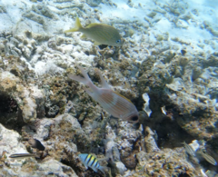 Holocentrus adscensionis