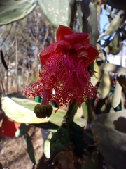 Opuntia dejecta