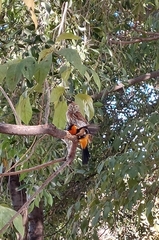 Glaucidium brasilianum