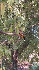 Glaucidium brasilianum