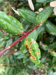Austropuccinia psidii
