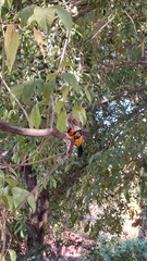 Glaucidium brasilianum
