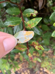 Austropuccinia psidii