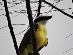 Pitangus sulphuratus