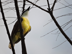 Pitangus sulphuratus