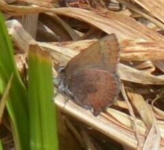 Callophrys augustinus