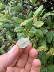 Austropuccinia psidii