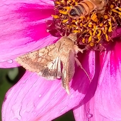 Helicoverpa armigera conferta