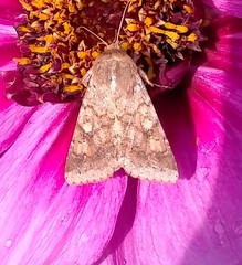 Helicoverpa armigera conferta