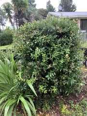 Austropuccinia psidii