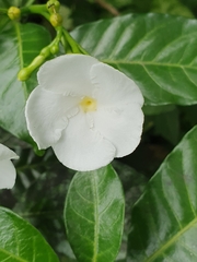 Tabernaemontana divaricata