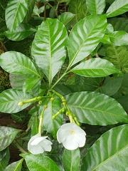 Tabernaemontana divaricata