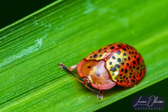 Chelymorpha cribraria