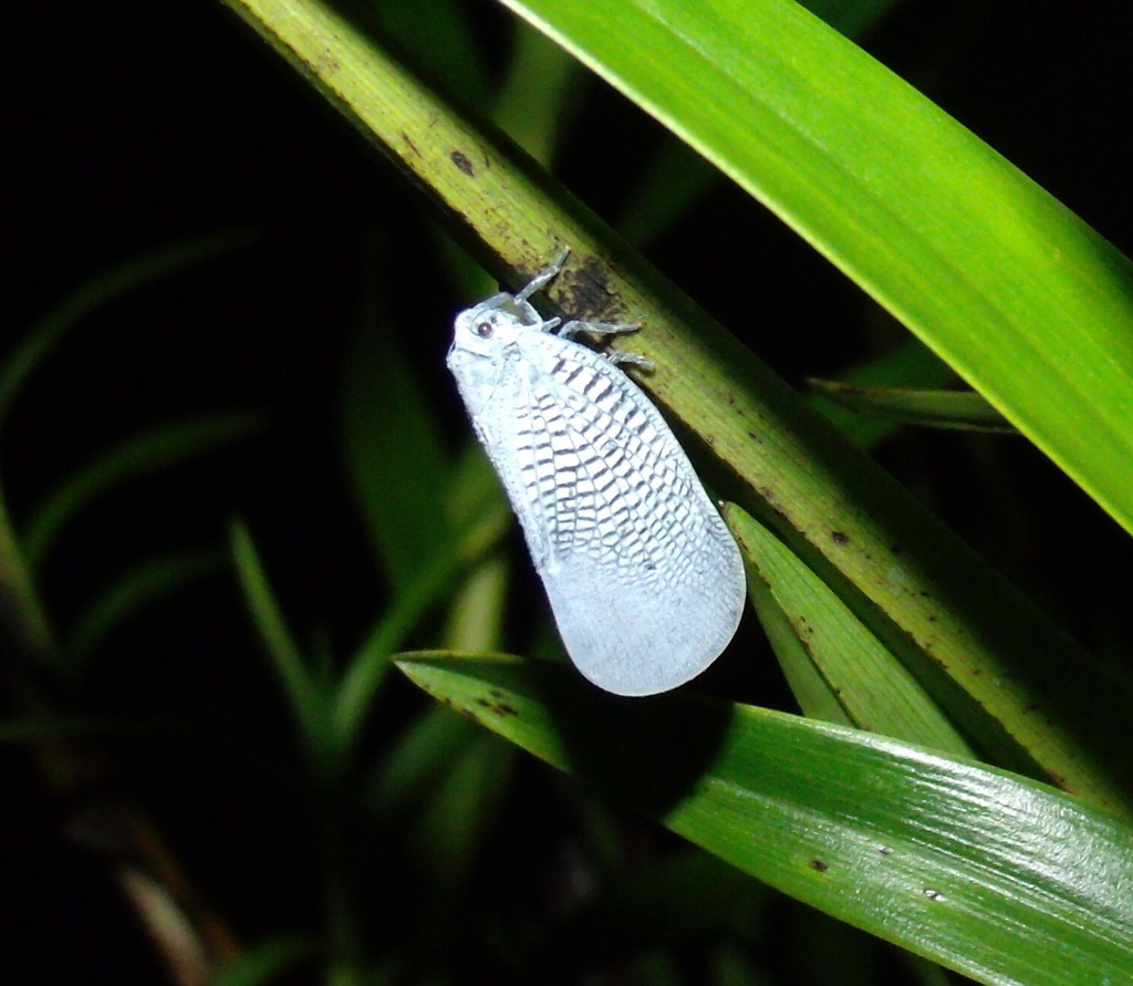 Doriana conspersa