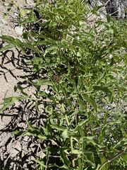 Sambucus cerulea