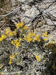 Tetradymia canescens