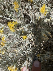 Tetradymia canescens