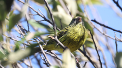 Crithagra scotops umbrosa