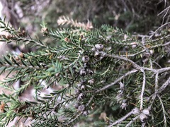 Melaleuca halmaturorum