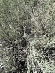 Baccharis sergiloides