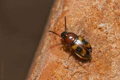 Poecilocrypticus formicophilus