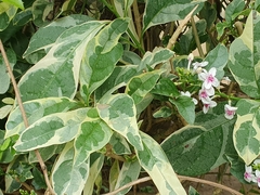 Pseuderanthemum