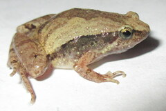 Microhyla mymensinghensis
