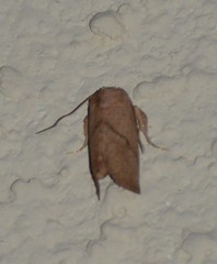 Zygaenoidea