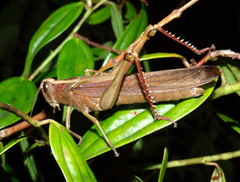 Schistocerca centralis