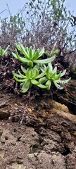 Dudleya formosa