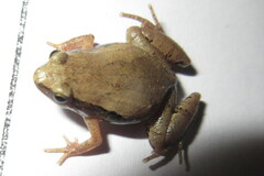 Microhyla mymensinghensis